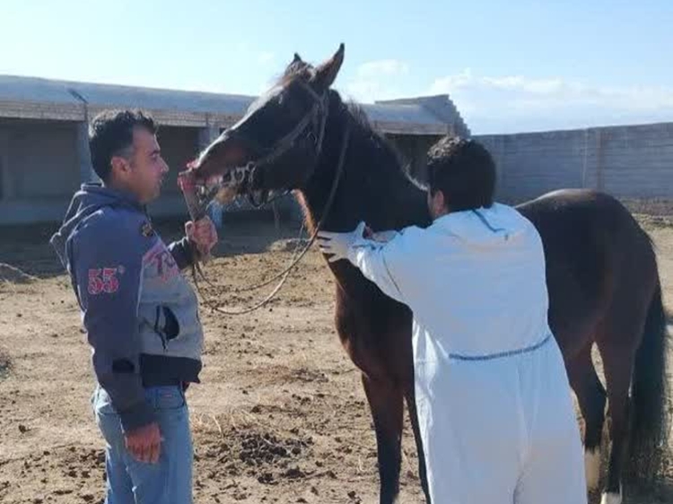 مزارع پرورش اسب شهرستان درگز عاری از بیماری مشمشه 